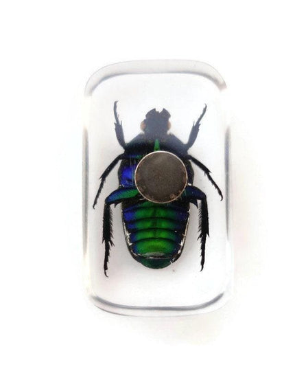 Green stripey beetle resin magnet - cetoniinae ischiopsopha bifasciata