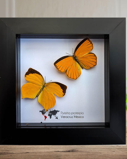 Framed Tailed Orange Butterfly Taxidermy, Ethically Sourced Entomology Wall Art