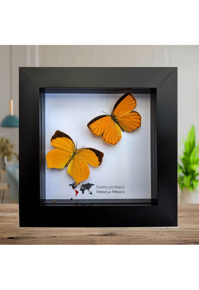 Framed Tailed Orange Butterfly Taxidermy, Ethically Sourced Entomology Wall Art