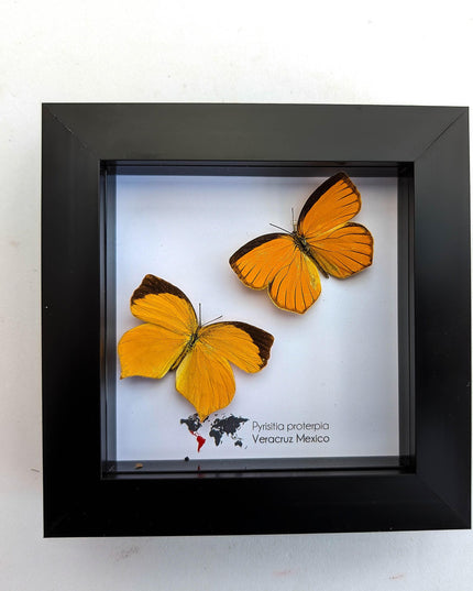 Framed Tailed Orange Butterfly Taxidermy, Ethically Sourced Entomology Wall Art