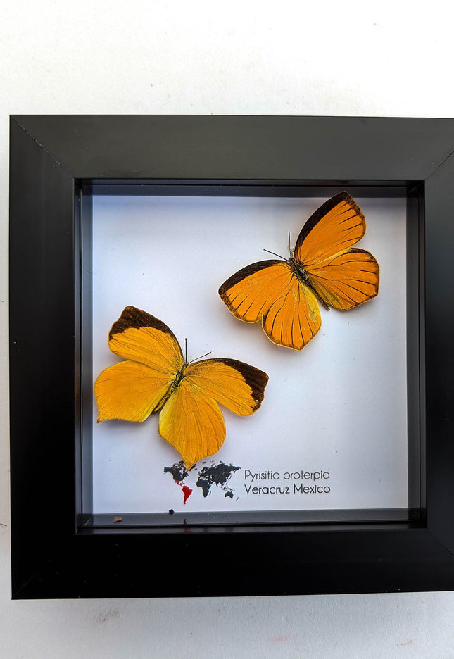 Framed Tailed Orange Butterfly Taxidermy, Ethically Sourced Entomology Wall Art