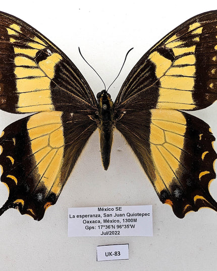 Rare to find  papilio esperanza,  the hope kite butterfly, oaxaca mexico, rare specimen, mounted uk-83