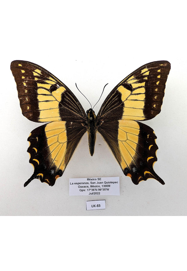 Rare to find  papilio esperanza,  the hope kite butterfly, oaxaca mexico, rare specimen, mounted uk-83