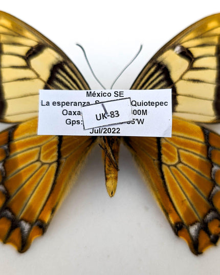 Rare to find  papilio esperanza,  the hope kite butterfly, oaxaca mexico, rare specimen, mounted uk-83