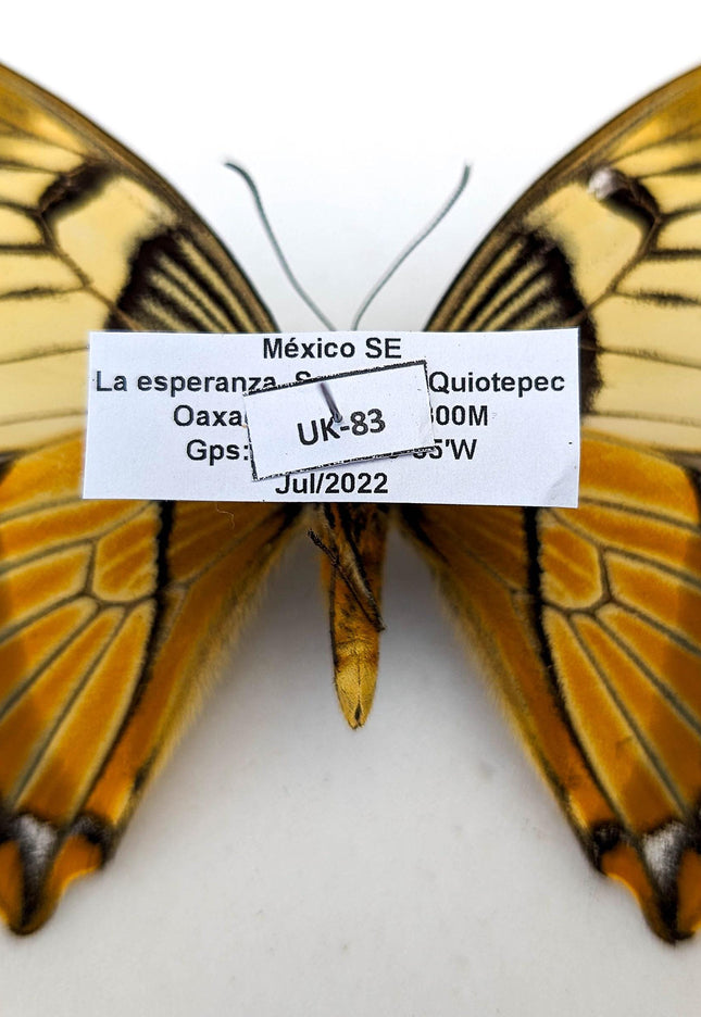 Rare to find  papilio esperanza,  the hope kite butterfly, oaxaca mexico, rare specimen, mounted uk-83