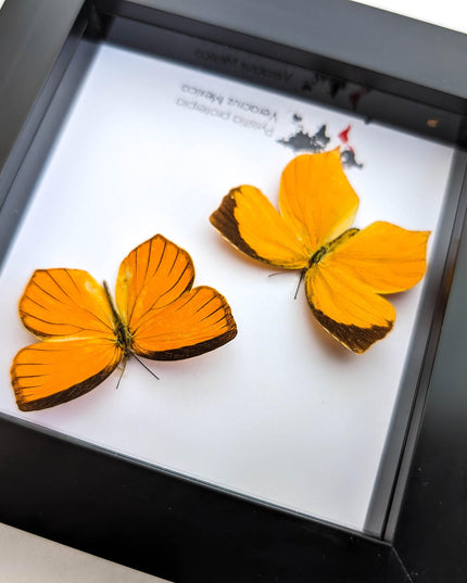 Framed Tailed Orange Butterfly Taxidermy, Ethically Sourced Entomology Wall Art