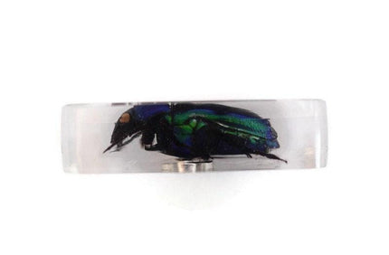 Green stripey beetle resin magnet - cetoniinae ischiopsopha bifasciata