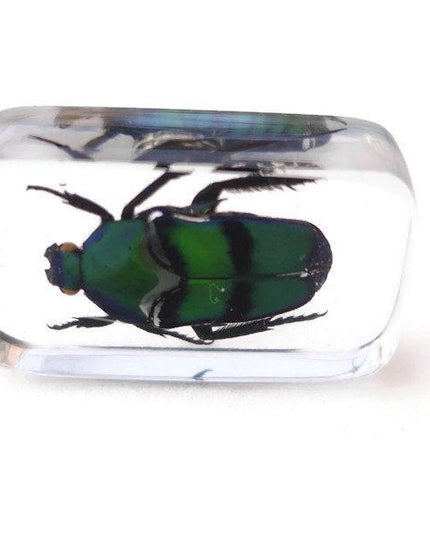 Green stripey beetle resin magnet - cetoniinae ischiopsopha bifasciata