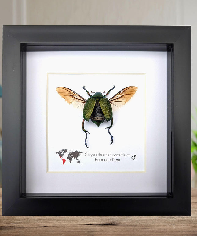 Chrysophora chrysocholora male, entomology present, wall decor, framed bug, taxidermy beetle, nature art, bug collection, insect specimen