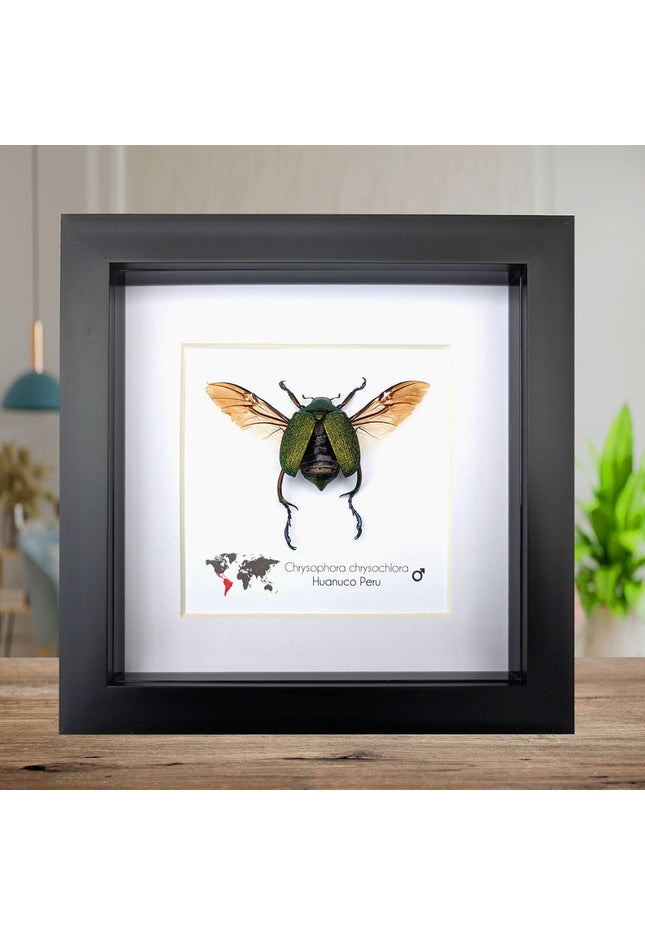 Chrysophora chrysocholora male, entomology present, wall decor, framed bug, taxidermy beetle, nature art, bug collection, insect specimen