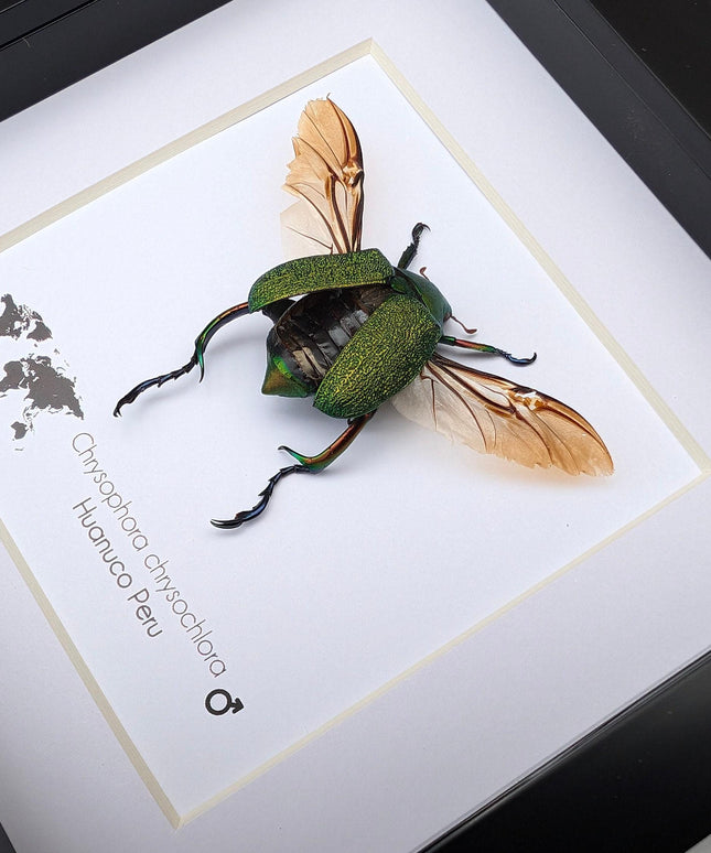 Chrysophora chrysocholora male, entomology present, wall decor, framed bug, taxidermy beetle, nature art, bug collection, insect specimen