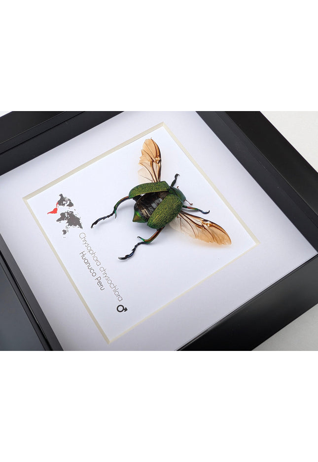 Chrysophora chrysocholora male, entomology present, wall decor, framed bug, taxidermy beetle, nature art, bug collection, insect specimen