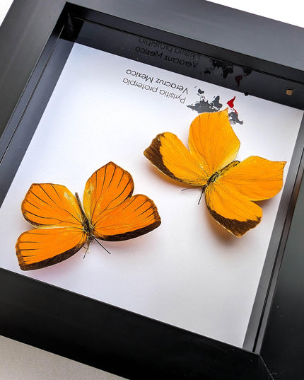 Framed Tailed Orange Butterfly Taxidermy, Ethically Sourced Entomology Wall Art