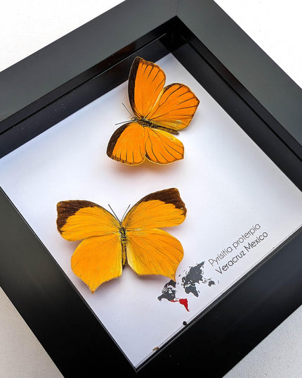 Framed Tailed Orange Butterfly Taxidermy, Ethically Sourced Entomology Wall Art