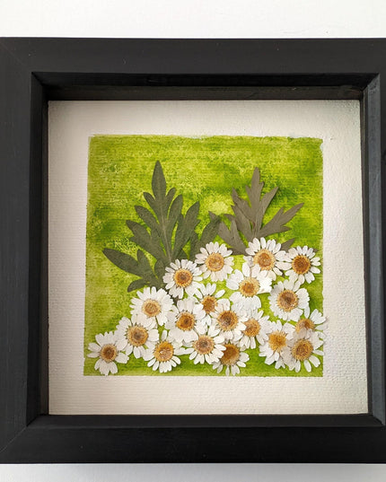 Pressed daisy art: dried flower botanical wall decor