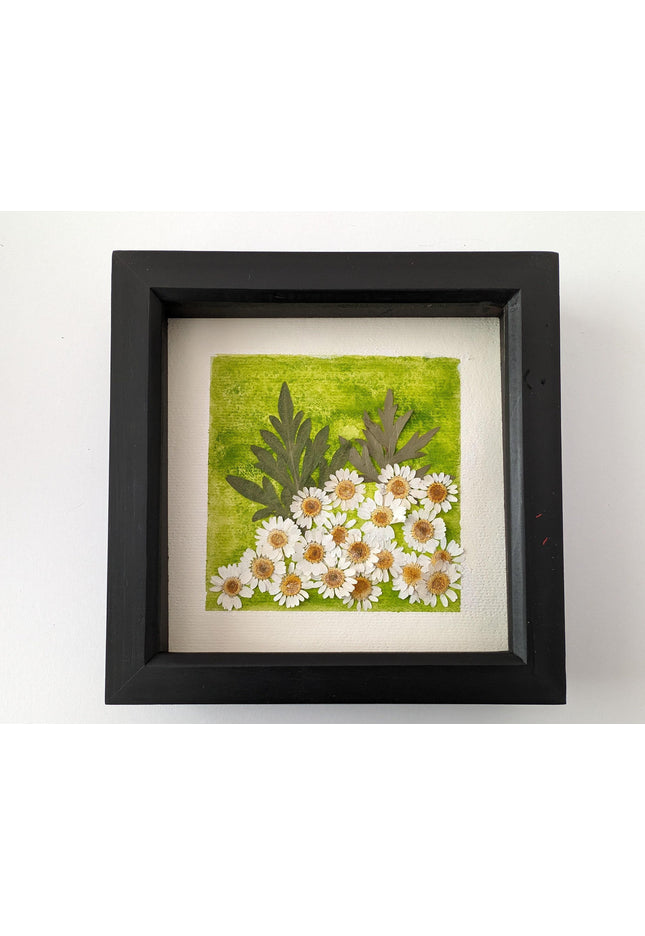 Pressed daisy art: dried flower botanical wall decor
