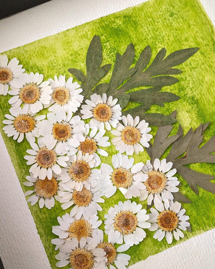 Pressed daisy art: dried flower botanical wall decor