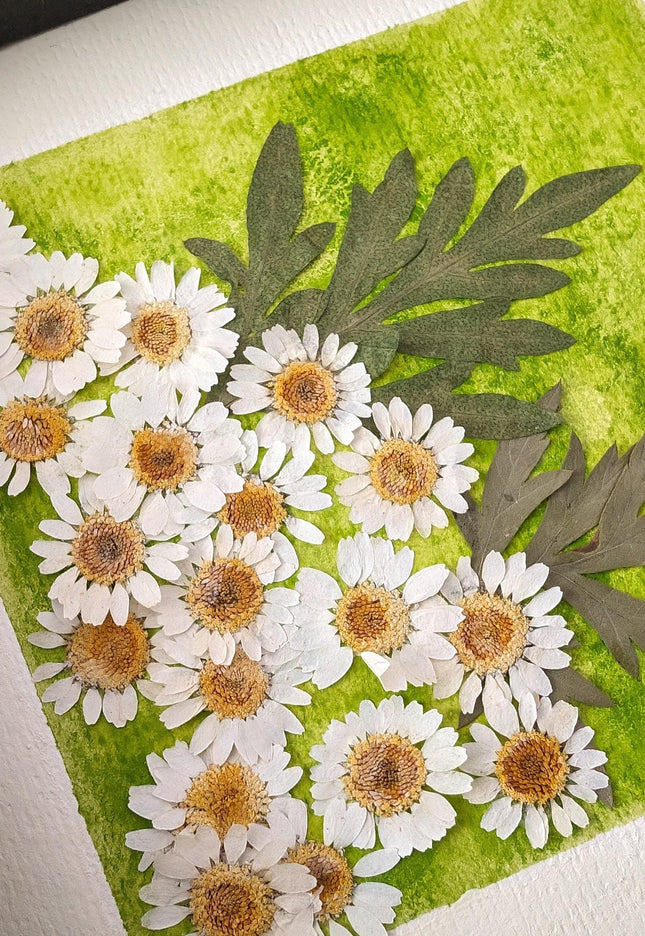Pressed daisy art: dried flower botanical wall decor