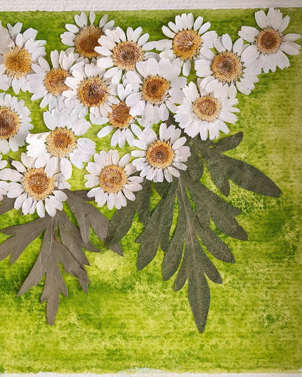 Pressed daisy art: dried flower botanical wall decor