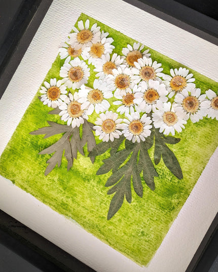 Pressed daisy art: dried flower botanical wall decor