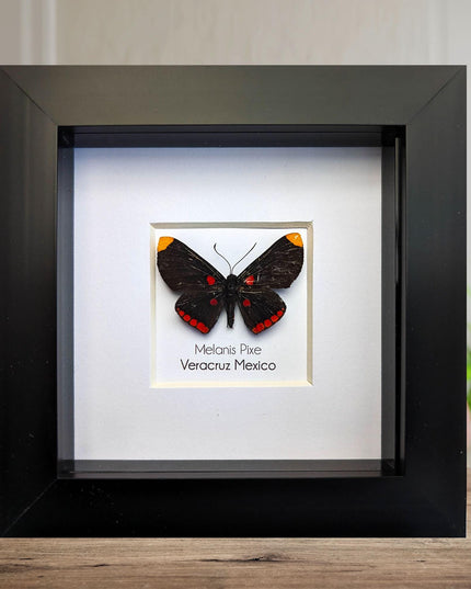 Framed Melanis Pixe Butterfly, Ethically Sourced Entomology Wall Decor