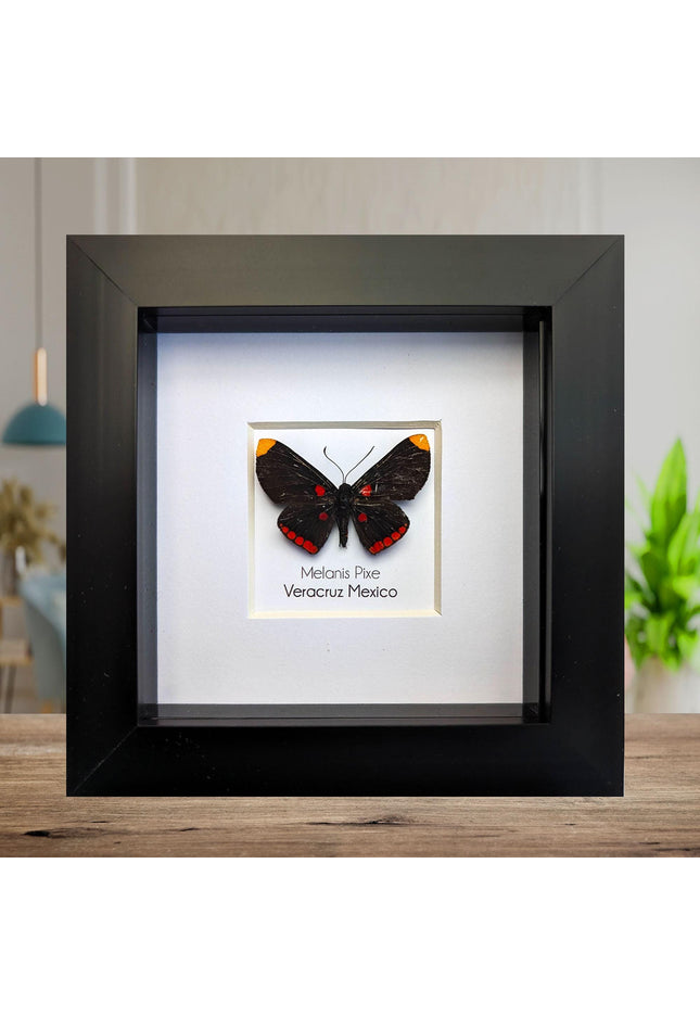 Framed Melanis Pixe Butterfly, Ethically Sourced Entomology Wall Decor