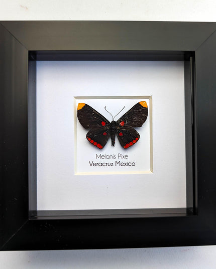 Framed Melanis Pixe Butterfly, Ethically Sourced Entomology Wall Decor