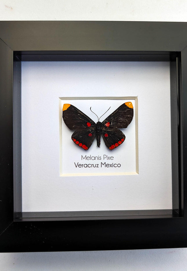 Framed Melanis Pixe Butterfly, Ethically Sourced Entomology Wall Decor