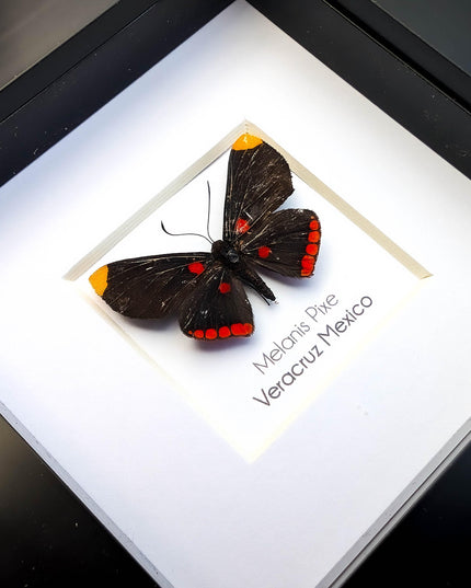 Framed Melanis Pixe Butterfly, Ethically Sourced Entomology Wall Decor