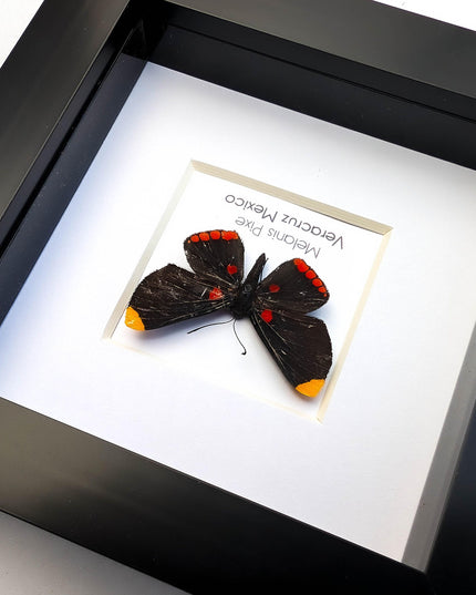 Framed Melanis Pixe Butterfly, Ethically Sourced Entomology Wall Decor