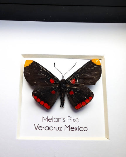 Framed Melanis Pixe Butterfly, Ethically Sourced Entomology Wall Decor