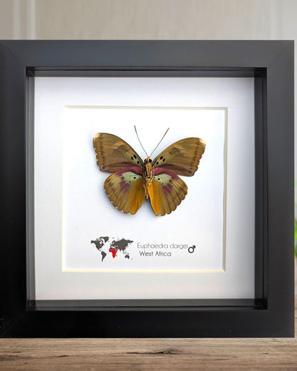Framed Taxidermy Butterfly, Darge's Forester Entomology Display, 6"x6"