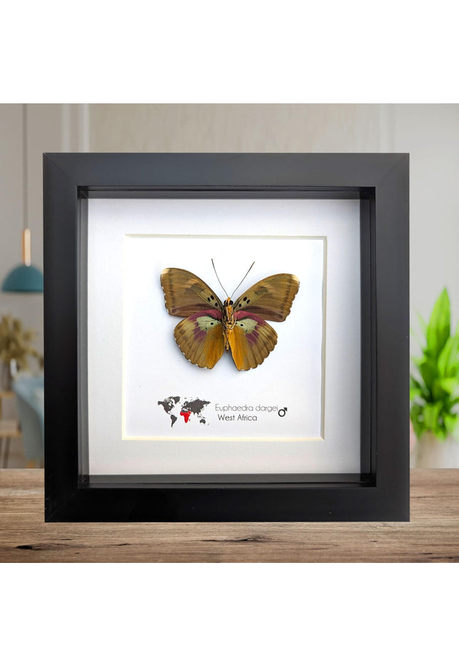 Framed Taxidermy Butterfly, Darge's Forester Entomology Display, 6"x6"