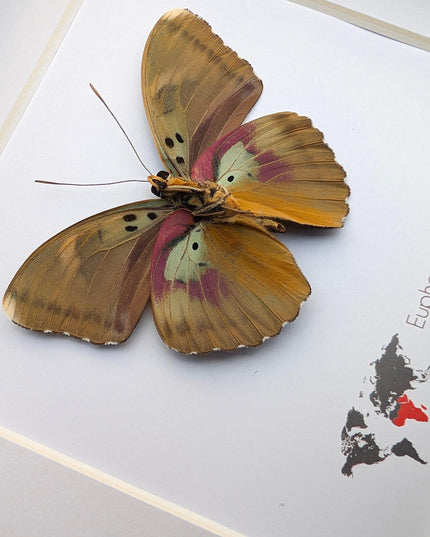 Framed Taxidermy Butterfly, Darge's Forester Entomology Display, 6"x6"