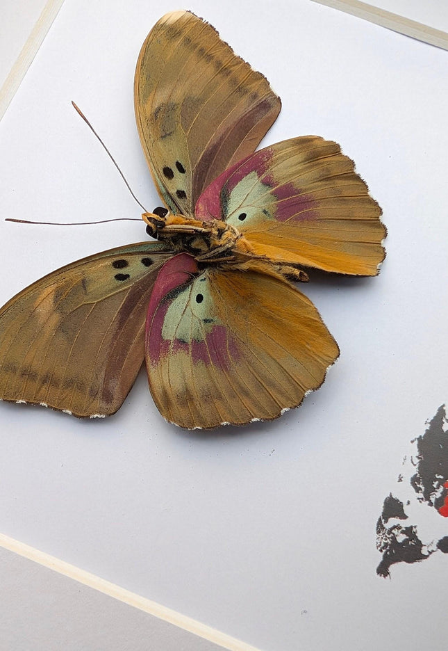 Framed Taxidermy Butterfly, Darge's Forester Entomology Display, 6"x6"
