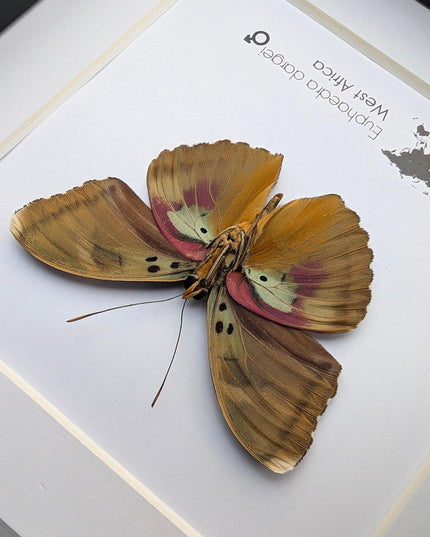 Framed Taxidermy Butterfly, Darge's Forester Entomology Display, 6"x6"