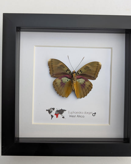 Framed Taxidermy Butterfly, Darge's Forester Entomology Display, 6"x6"