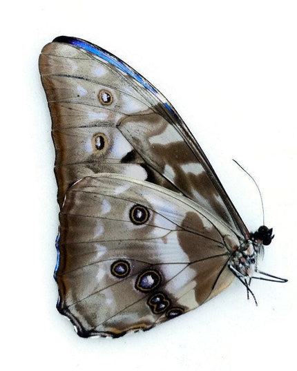 Dried morpho cypris butterfly: iridescent blue specimen, unmounted
