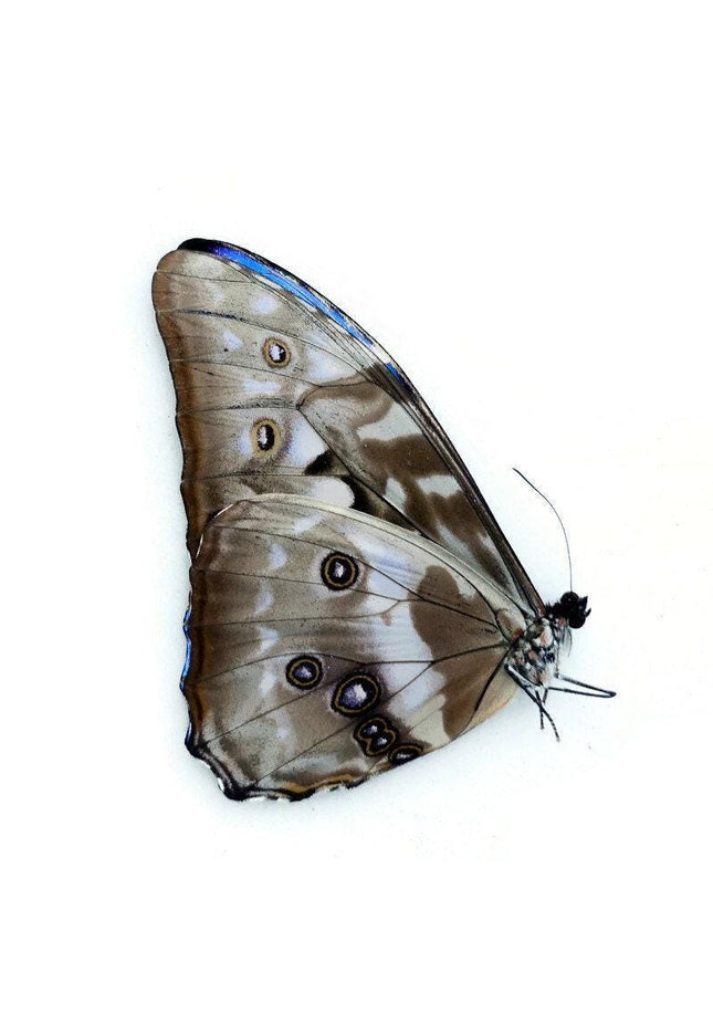 Dried morpho cypris butterfly: iridescent blue specimen, unmounted