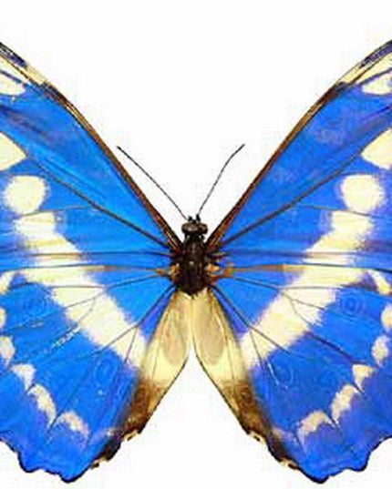 Dried morpho cypris butterfly: iridescent blue specimen, unmounted