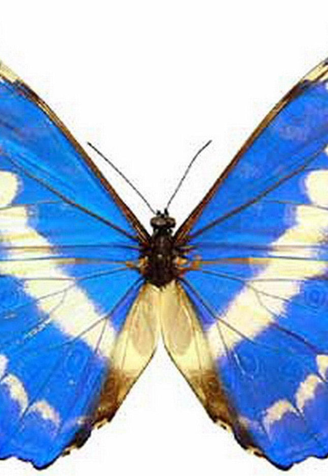 Dried morpho cypris butterfly: iridescent blue specimen, unmounted