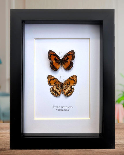 Framed common joker butterfly taxidermy: madagascar entomology gift