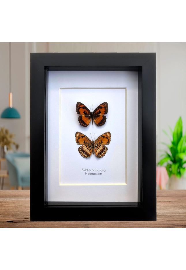Framed common joker butterfly taxidermy: madagascar entomology gift