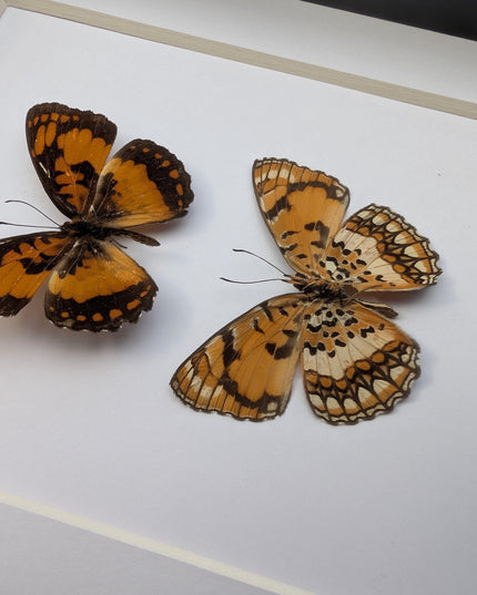 Framed common joker butterfly taxidermy: madagascar entomology gift