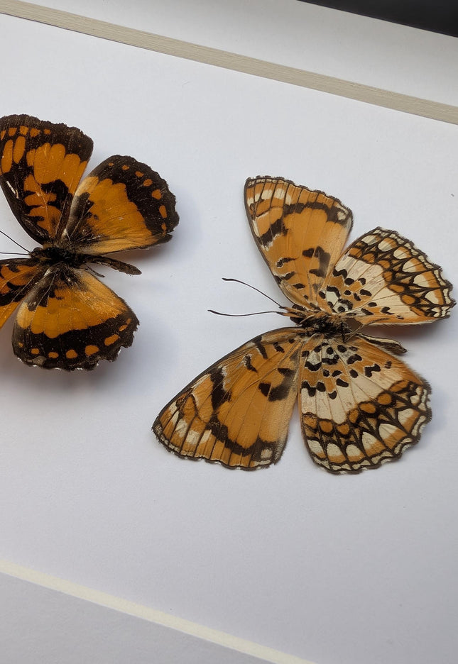 Framed common joker butterfly taxidermy: madagascar entomology gift