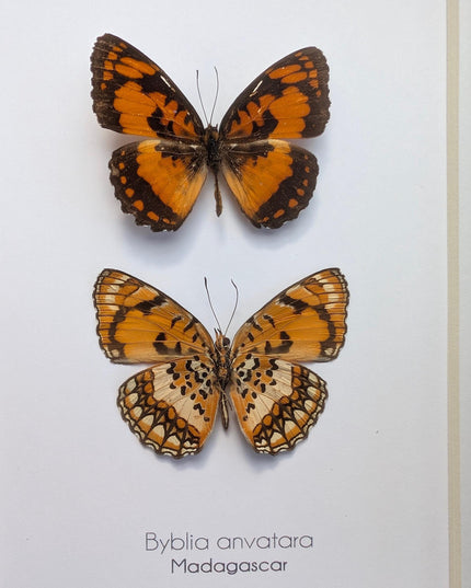 Framed common joker butterfly taxidermy: madagascar entomology gift