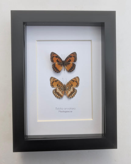 Framed common joker butterfly taxidermy: madagascar entomology gift