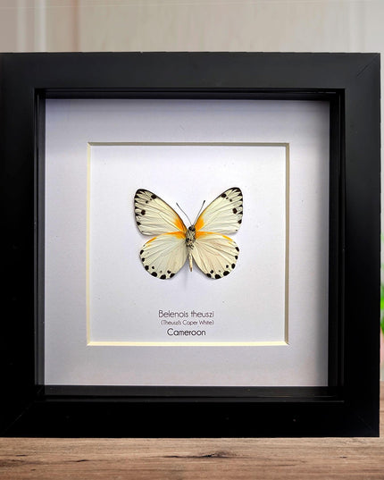 Framed Theuszi's Caper White Butterfly, Ethically Sourced Taxidermy (6x6)