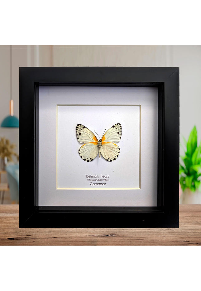 Framed Theuszi's Caper White Butterfly, Ethically Sourced Taxidermy (6x6)