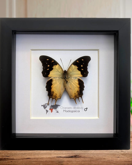 Framed Charaxes analava Butterfly, Taxidermy Display, 6" Frame